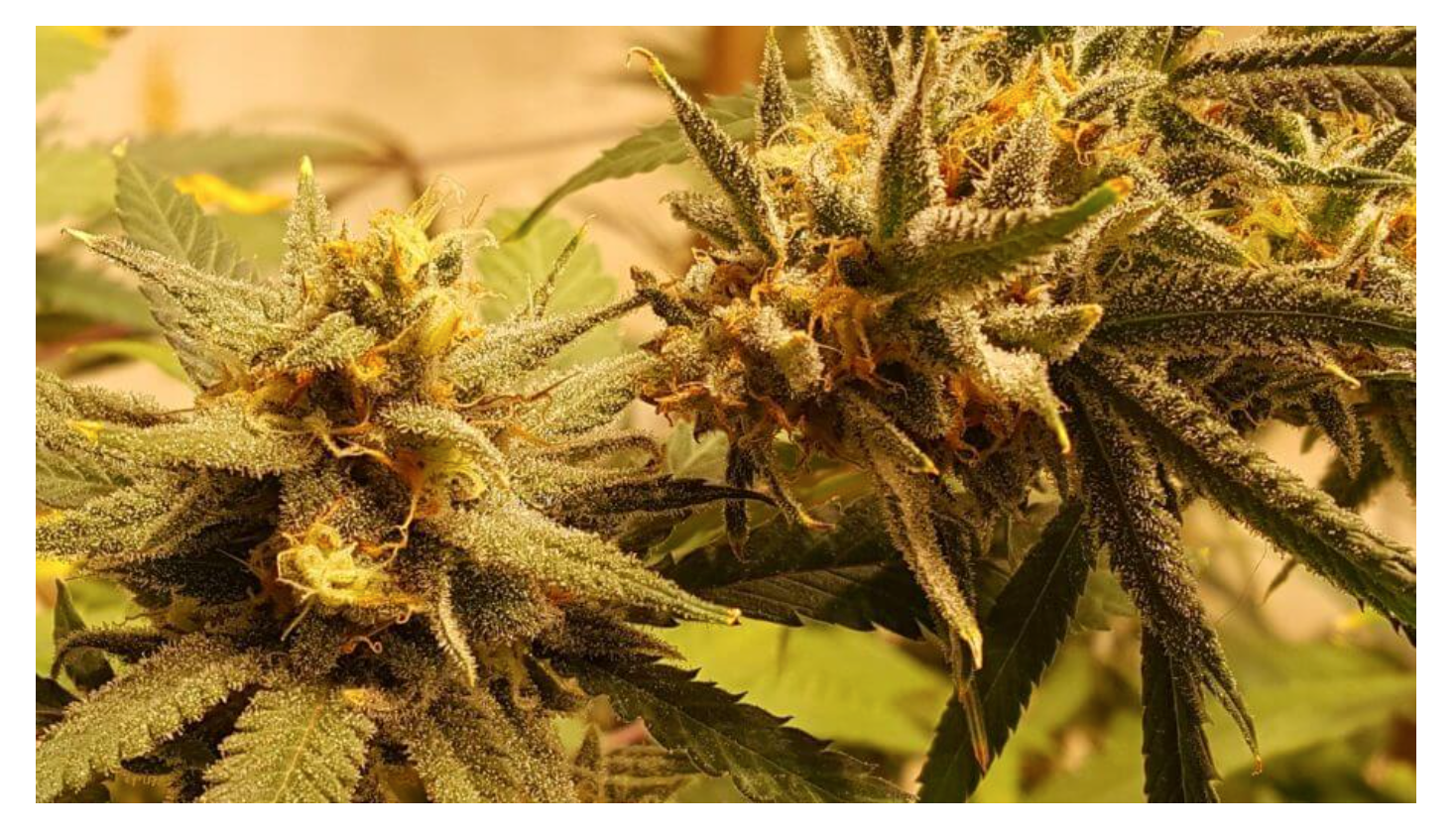 ¿Qué es el THCP? Beneficios, Similitudes y Diferencias con el THC