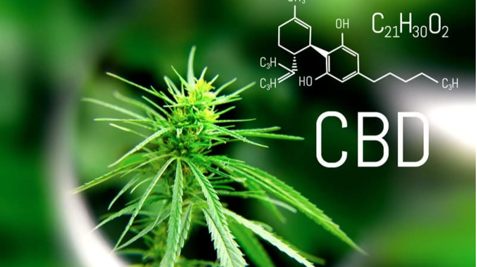 ¿Qué es el CBD y cuáles son sus beneficios?
