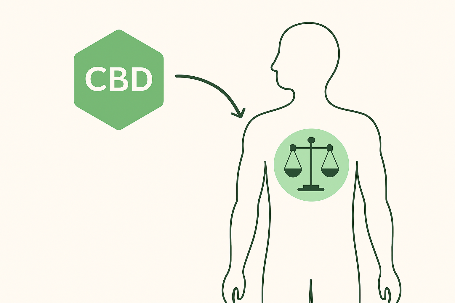 ilustración simple que explica qué es el CBD y cómo funciona en el cuerpo