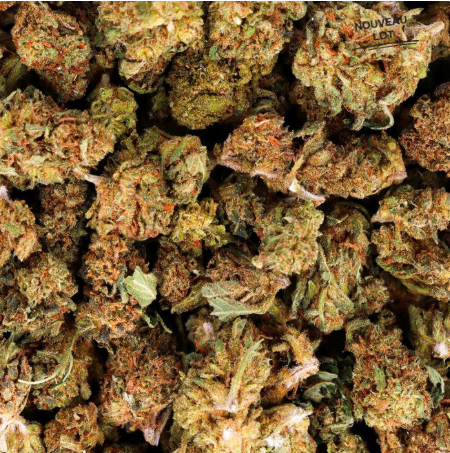 Mini Buds CBD Amnesia 25g Taboga – Flores naturales de cáñamo con aroma cítrico, herbal y equilibrado