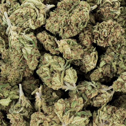 Mini Buds CBD Critical x Amnesia 2.0 10g Taboga – Flores naturales de cáñamo con aroma cítrico y terroso