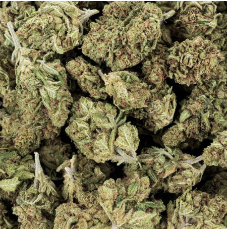 Mini Buds CBD Critical x Amnesia 2.0 10g Taboga – Flores naturales de cáñamo con aroma cítrico y terroso