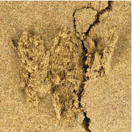 Polen de CBD Pressed Forbidden 73 Micras 5 g Taboga – textura resinosa y aroma a frutos rojos con notas de madera