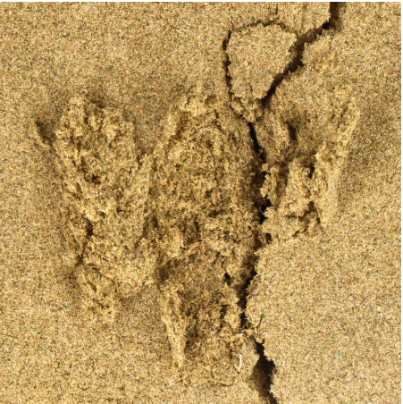 Polen de CBD Pressed Forbidden 73 Micras 3 g Taboga – aroma afrutado y textura natural con notas amaderadas